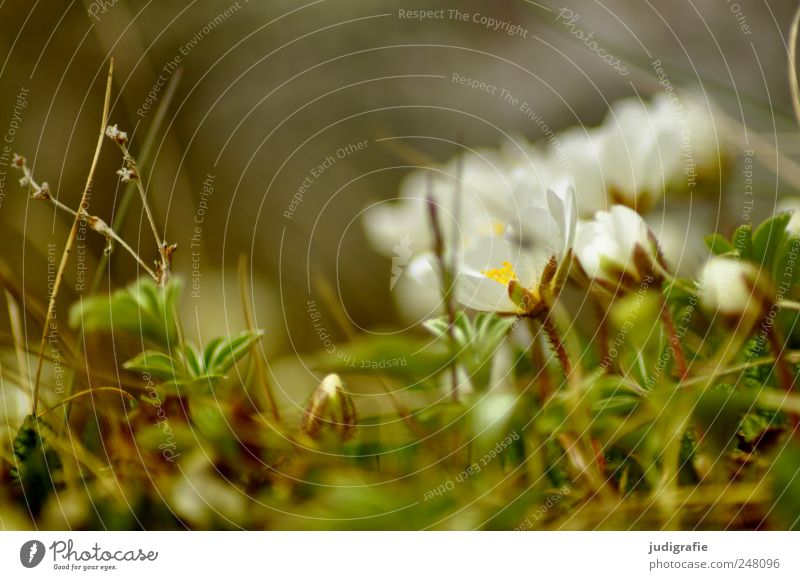 Island Umwelt Natur Pflanze Blüte Wildpflanze Wachstum schön Stimmung Leben zart klein Farbfoto Außenaufnahme Nahaufnahme Tag Unschärfe