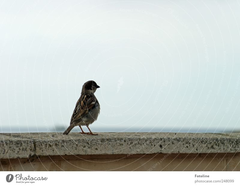 Liegt da hinten ein Krümel??? Umwelt Natur Tier Wildtier Vogel natürlich Spatz Metallfeder gefiedert Schnabel Mauer Farbfoto Gedeckte Farben Außenaufnahme