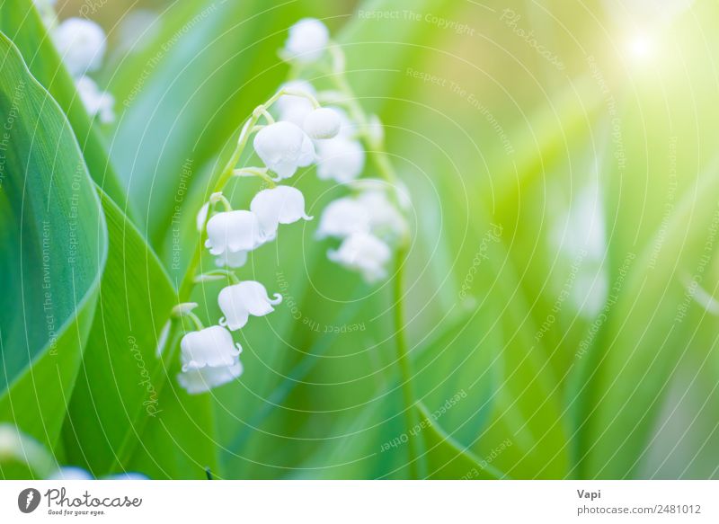 Wildweiße Blumenlilie des Tales schön Duft Sommer Sonne Garten Umwelt Natur Landschaft Pflanze Sonnenaufgang Sonnenuntergang Sonnenlicht Frühling Gras Blatt