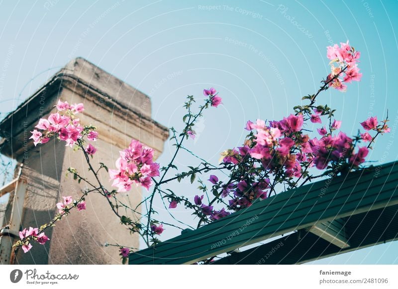 Marselle 7ème III Natur Schönes Wetter Garten Park Stadtrand ästhetisch Mauer Marseille Blume Ranke rosa Blühend türkis Pfosten Eingang Hauseingang Torbogen