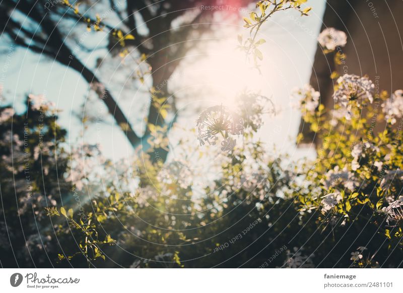 Lichtspiele Umwelt Natur Schönes Wetter Garten Park ästhetisch Wärme Blume Mauer Pflanze Sonne Marseille Südfrankreich Provence Frankreich Sommer sommerlich