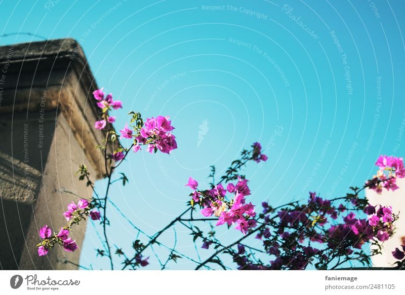 Marseille 7ème IV Natur ästhetisch Blume Ranke Mauer Hauseingang rosa türkis Pfosten Gegenlicht Dekoration & Verzierung Kontrast anschaulich Stadtteil