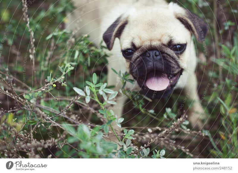 junger waldmops Natur Pflanze Gras Sträucher Tier Haustier Hund Mops 1 Tierjunges laufen Spielen Coolness frech niedlich Freude Gassi gehen Welpe Farbfoto