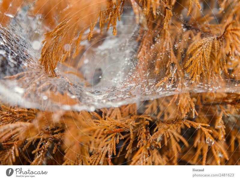 Spinnennetz auf braunen Blättern Gemüse Abenteuer Sommer Natur Landschaft Pflanze Klima Blatt dick einfach grün Wand Kräuter pflanzlich Feld donostia Spanien