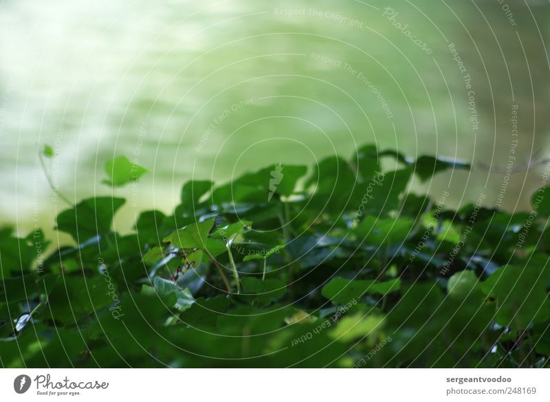 Near the river.... Sommer Umwelt Natur Pflanze Wasser Frühling Efeu Blatt Wildpflanze Küste Seeufer Flussufer Teich Bach glänzend Wachstum nah saftig unten grün