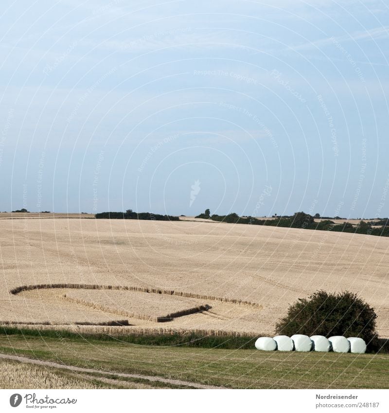 Landliebe Lebensmittel Getreide Ernährung Erntedankfest Arbeitsplatz Landwirtschaft Forstwirtschaft Natur Landschaft Pflanze Sommer Schönes Wetter Feld