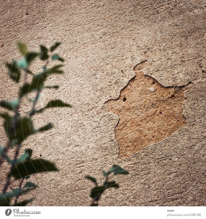 Angry bird Pflanze Sträucher Blatt Vogel alt dreckig kaputt lustig braun grün Wand Demontage Putz Phantasie Farbfoto Gedeckte Farben Außenaufnahme