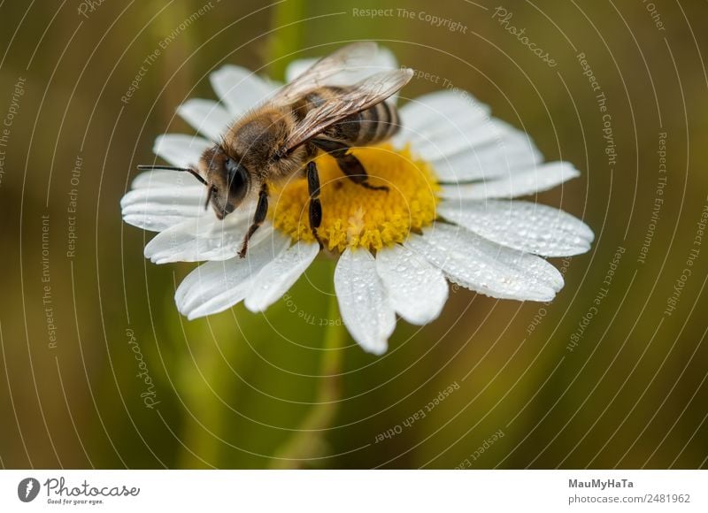 Biene Natur Pflanze Tier Wasser Wassertropfen Sommer Klima Schönes Wetter schlechtes Wetter Blume Gras Blatt Blüte Garten Park Feld Wald Wildtier 1 Gefühle