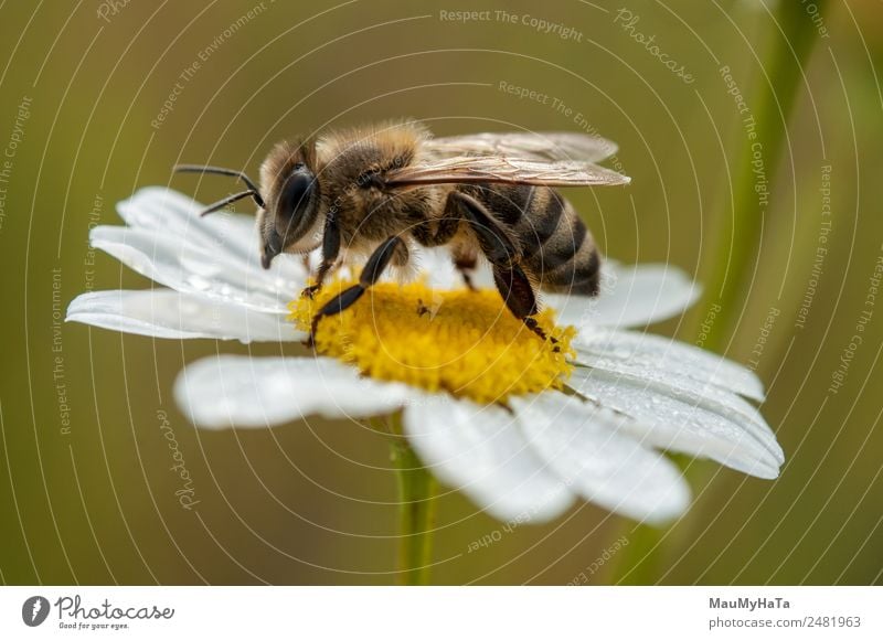 Biene Natur Pflanze Tier Wasser Wassertropfen Wolkenloser Himmel Sommer Klima Klimawandel Schönes Wetter schlechtes Wetter Blume Gras Blatt Blüte Wildpflanze