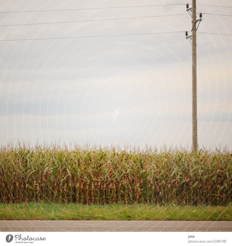 maisfeld Umwelt Natur Landschaft Pflanze Himmel Gras Grünpflanze Nutzpflanze Mais Maisfeld Strommast Hochspannungsleitung Straße natürlich blau grau grün