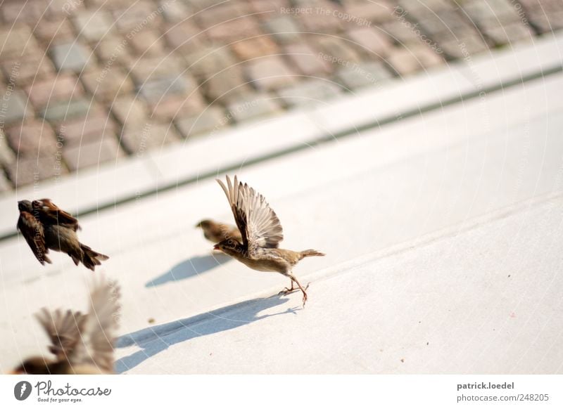 dividing sparrows from the nightingales Umwelt Erde Platz Treppe Straße Tier Wildtier Vogel Flügel Spatz 4 Stein Beton Linie fliegen niedlich braun grau Angst