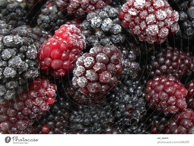 Brombeeren eisblaurotviolett Lebensmittel Frucht Ernährung Eis Frost genießen ästhetisch Gesunde Ernährung kalt braun rosa weiß Farbfoto Innenaufnahme