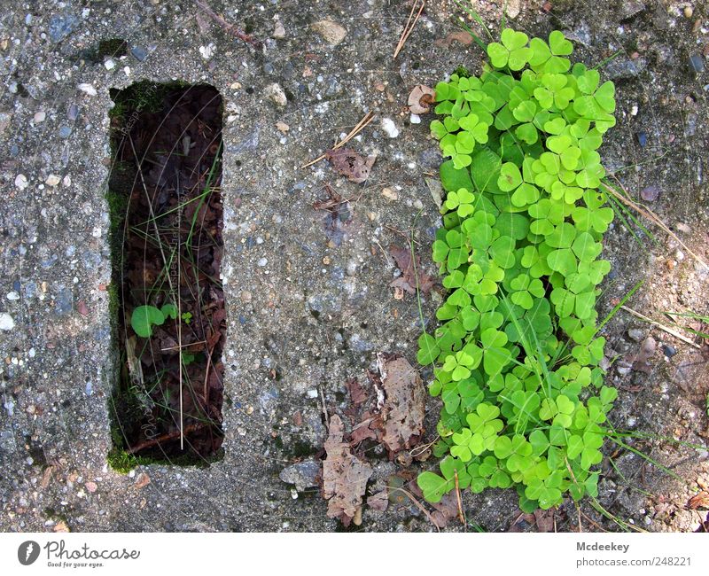 Herzblatt Umwelt Natur Pflanze Sommer Blatt Wiese Feld außergewöhnlich frech einzigartig natürlich braun mehrfarbig gelb grau grün rosa schwarz weiß Klee