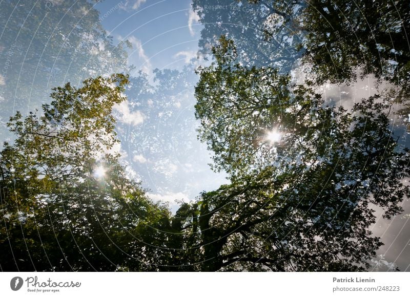 Waldfrieden Umwelt Natur Landschaft Pflanze Urelemente Himmel Sonne Sonnenlicht Wetter Baum Park Freundlichkeit hoch schön oben Beginn Kitsch Klima Kraft