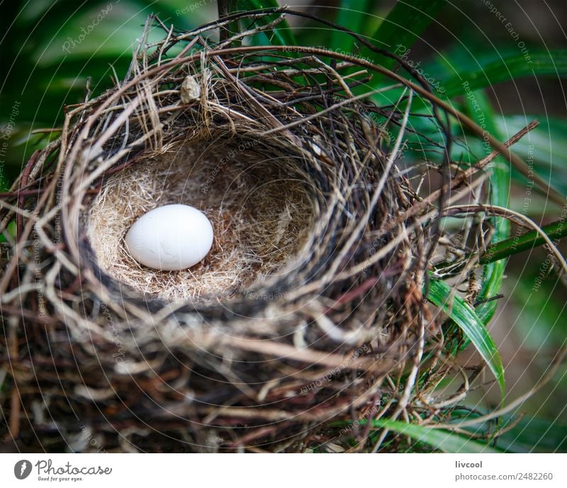 Monarchidae Nest, Ambrym Insel-Vanuatu exotisch Natur Pflanze Tier Baum Blatt Vogel 1 grün Einsamkeit vanuatu neue hebräute Pazifik Australien + Ozeanien