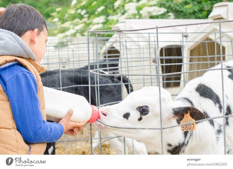 Kleine Babykuh füttert aus der Milchflasche. Flasche Kind Junge Tier Nutztier Kuh 1 füttern landwirtschaftlich Ackerbau Wade Landwirt Futter horizontal