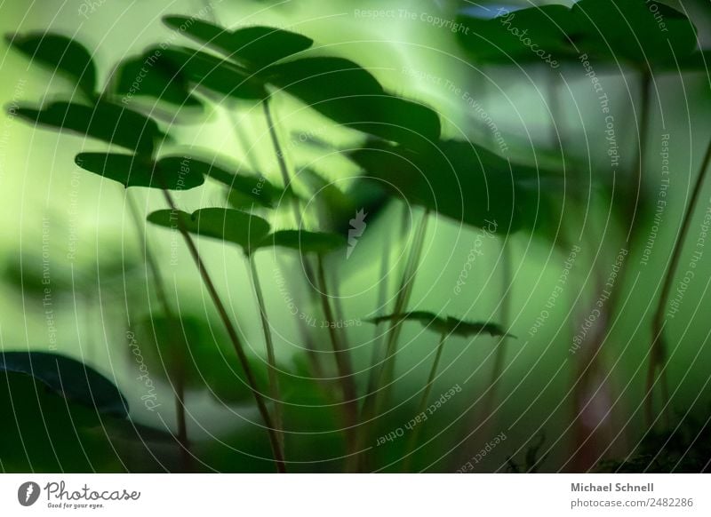 Kleblattwald Umwelt Natur Pflanze Sommer Grünpflanze Klee Wiese Wald dunkel frisch nachhaltig natürlich grün Geborgenheit Sympathie Zusammensein träumen