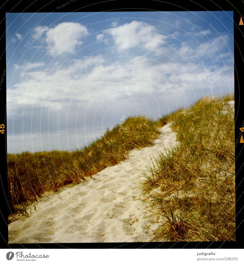 Weststrand Umwelt Natur Sand Himmel Wolken Klima Schönes Wetter Gras Küste Strand Ostsee Stranddüne Darß Wege & Pfade natürlich schön wild Stimmung Erholung