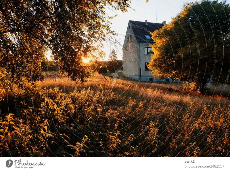 Warmer Teppich Umwelt Natur Landschaft Pflanze Wolkenloser Himmel Horizont Sonne Sommer Schönes Wetter Wärme Baum Gras Sträucher Brennnessel Dorf Haus Gebäude