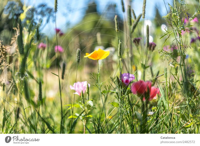 Es war einmal; Blumen und Gräser einer Blumenwiese Natur Pflanze Himmel Sommer Schönes Wetter Gras Blatt Blüte Wildpflanze Wiesenblume Mohnblüte Gräserblüte