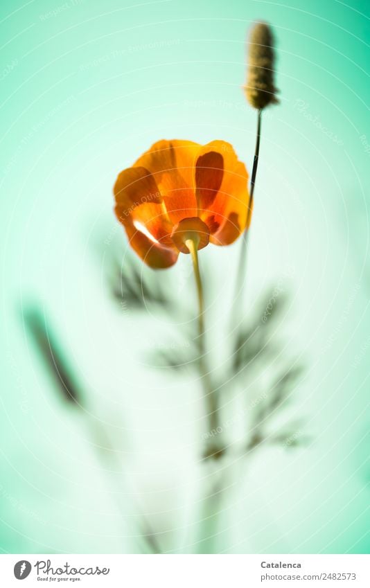 Weder ein Mohntag Natur Pflanze Himmel Wolkenloser Himmel Sommer Blume Gras Blatt Blüte Wildpflanze Mohnblüte Klatschmohn Gräserblüte Garten Wiese Blühend