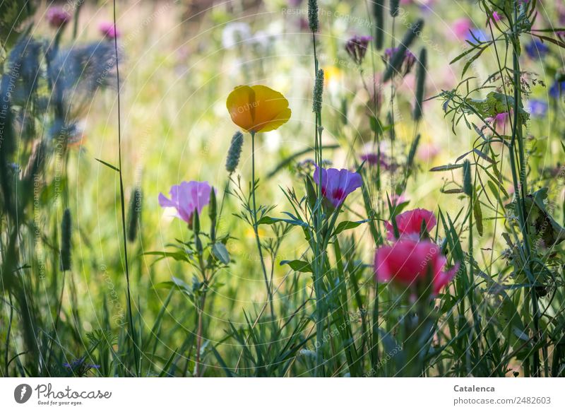 Ein Kessel Buntes | Wiesenblumen Natur Pflanze Sommer Blume Gras Blatt Blüte Mohnblüte Gräserblüte Malvengewächse Garten Blühend Duft Wachstum historisch