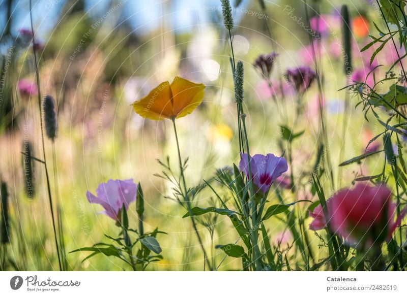 Bunte Blumenmischung, Wiesenblumen Natur Pflanze Himmel Sommer Schönes Wetter Gras Blatt Blüte Mohn Gelber Mohn Feld Duft Wachstum schön blau gelb grün violett