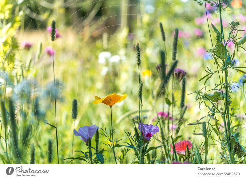 Sommer, Blumenwiese Natur Pflanze Blatt Blüte Wildpflanze Wiesenblume Gras Gelber Mohn Malvengewächse Blühend Duft verblüht Wachstum frisch schön wild