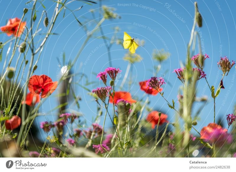 Zitronenfalter flattert am blauen Himmel über Klatschmohn Natur Pflanze Tier Sommer Schönes Wetter Blume Gras Blatt Blüte Wildpflanze Wiesenblume Phlox Garten