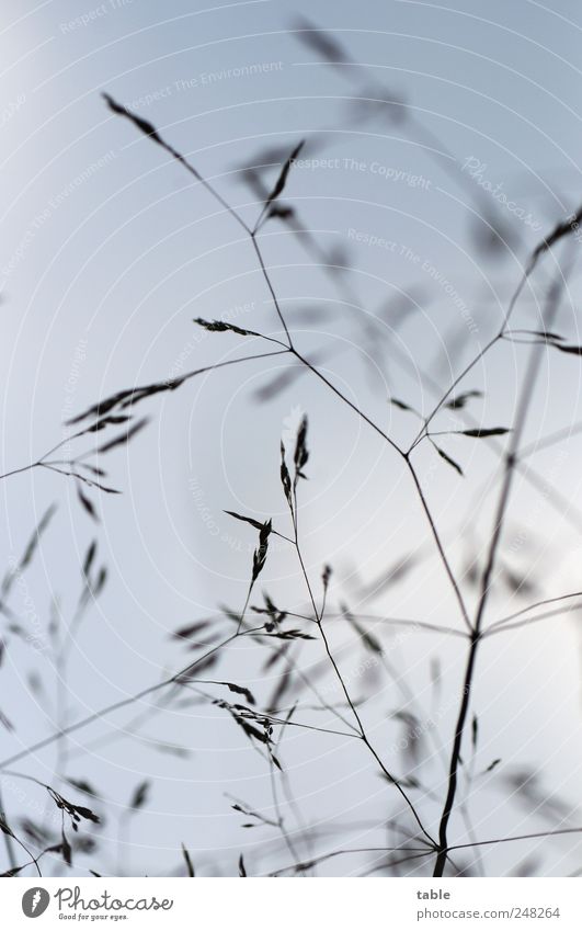 Sommerwiese Umwelt Natur Pflanze Himmel Schönes Wetter Gras Grünpflanze Wildpflanze Wiese Wachstum ästhetisch natürlich blau grau schwarz weiß einzigartig Leben