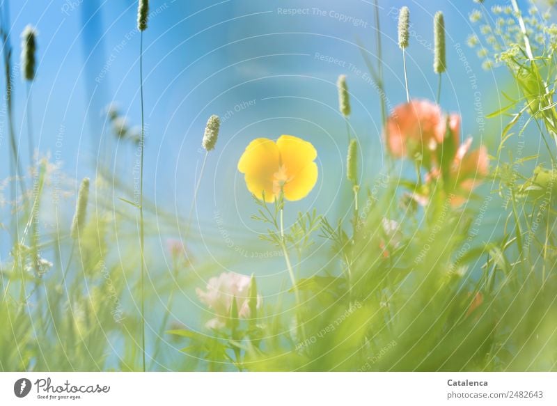 Gelbe Mohnblüte einer Blumenwiese aus der Froschperspektive Natur Pflanze Wolkenloser Himmel Sommer Schönes Wetter Gras Blatt Blüte Wildpflanze Gräserblüte