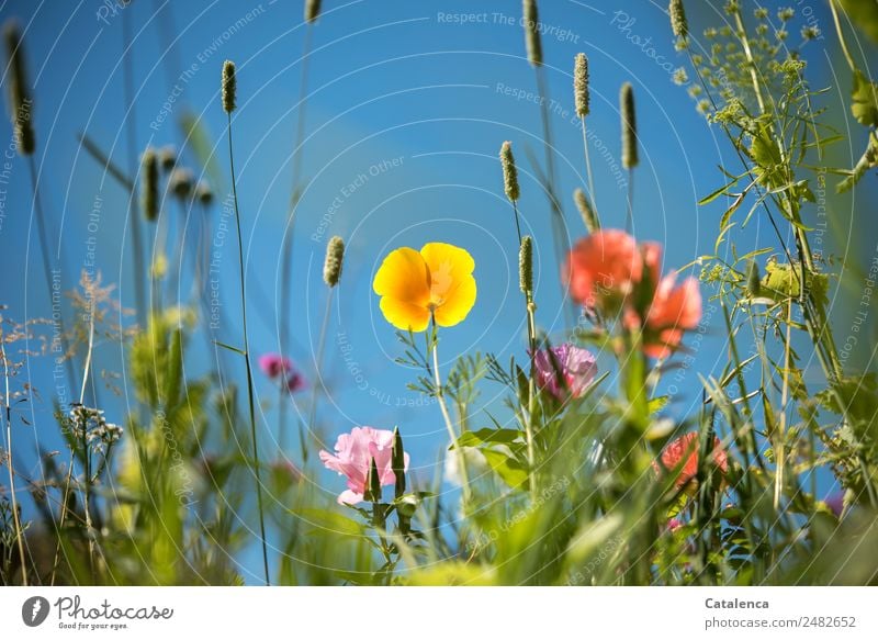 Blumenwiese mit gelber Mohnblüte Natur Pflanze Wolkenloser Himmel Sommer Schönes Wetter Gras Blatt Blüte Grünpflanze Wildpflanze Gräserblüte Garten Wiese