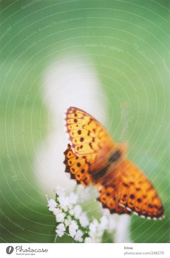 Papillon Pflanze Blume Wiese Schmetterling Flügel 1 Tier fliegen frei nah natürlich weich grün Frühlingsgefühle Verliebtheit Schüchternheit unbeständig flattern