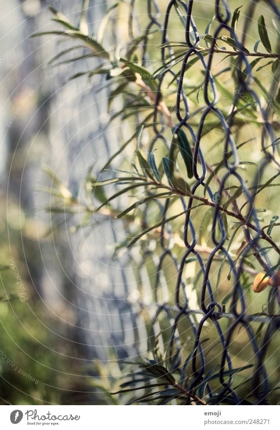 Geflecht Natur Pflanze Sommer Schönes Wetter Sträucher Garten natürlich grün Hecke Zaun Maschendrahtzaun Drahtzaun Farbfoto Außenaufnahme Nahaufnahme