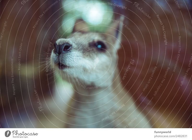 Kleines Känguru Tier Wildtier Känguruh 1 Duft frech lustig nah niedlich Fell Geruch weich Nase Schnurrhaar Zoo Australien Beuteltiere Neugier