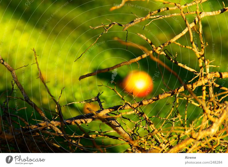 Apfel-Abfall Frucht Natur Erde Herbst Pflanze Baum Wurzel Garten Wiese Kugel leuchten liegen lecker natürlich braun gelb gold grün rot verschwenden chaotisch