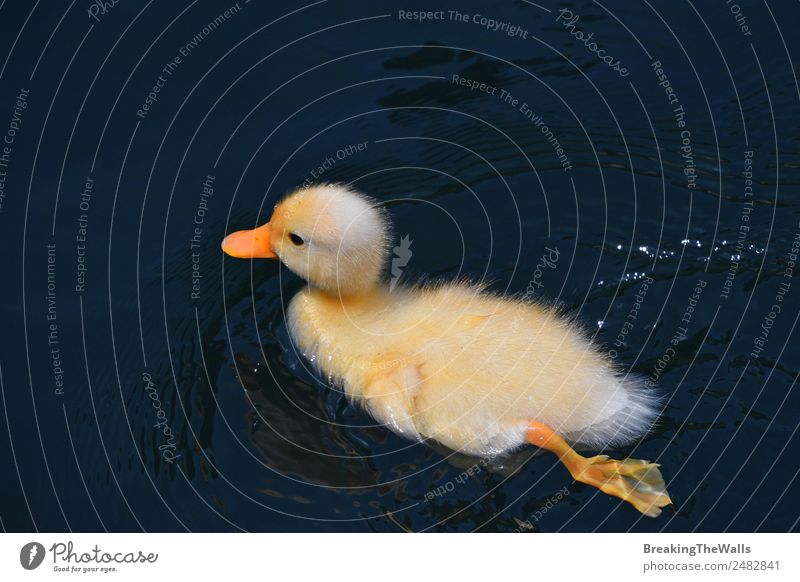 Nahaufnahme eines Entchens in blauem Wasser Sommer Tier Nutztier Wildtier Vogel Entenküken Tierjunges 1 gelb See Im Wasser treiben Tierwelt niedlich Farbfoto