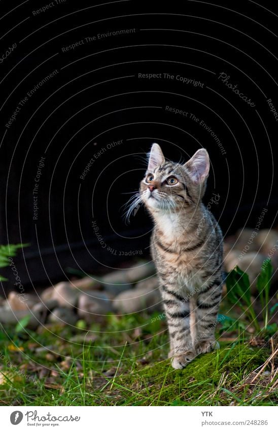 Ungeteilte Aufmerksamkeit Umwelt Natur Pflanze Tier Schönes Wetter Gras Moos Blatt Wildpflanze Garten Haustier Katze 1 beobachten entdecken Jagd Blick frech