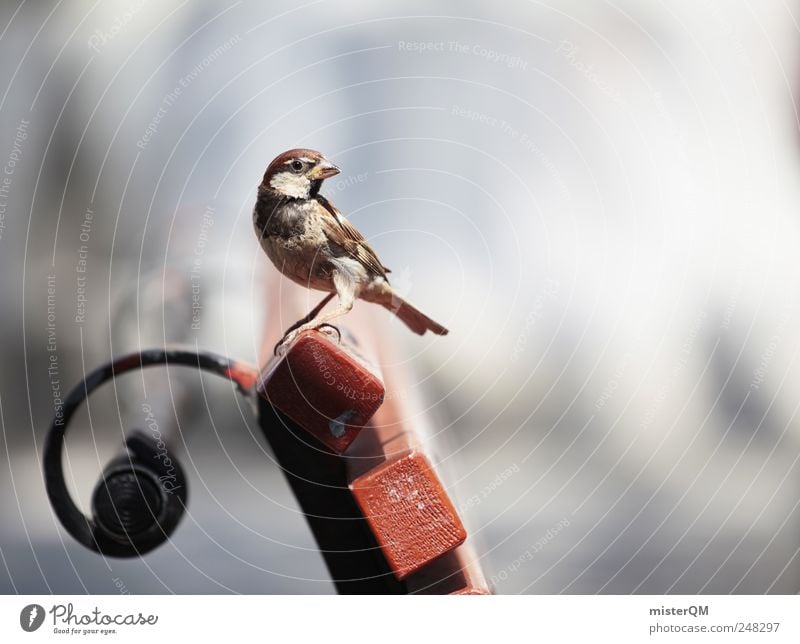 Pete Pieps. Umwelt Park Bank Rastplatz Spatz Vogel Sperlingsvögel Pause Außenaufnahme Tier ruhig Abenteurer füttern schön klein niedlich Sonnenbank Farbfoto