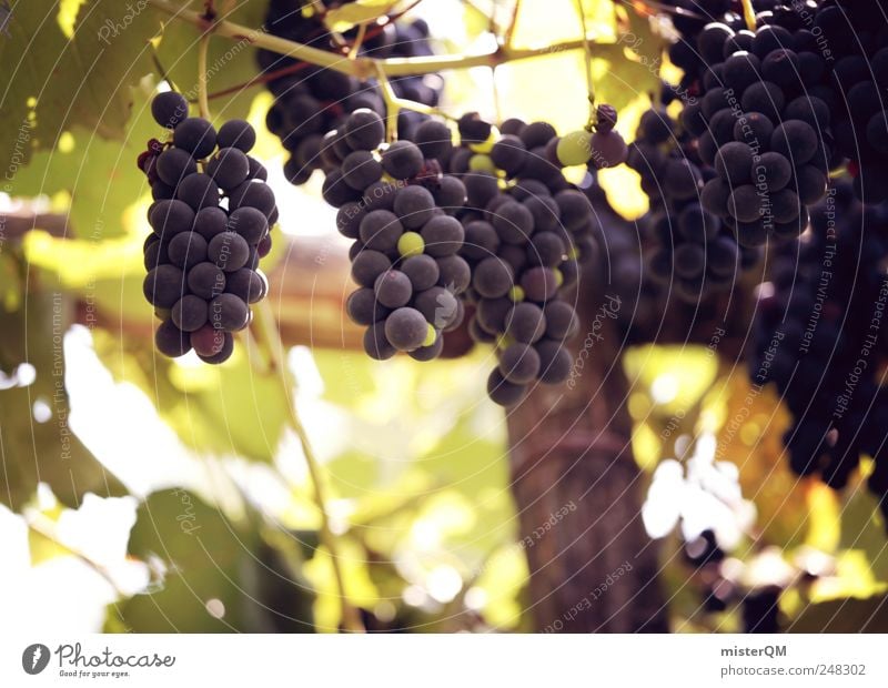 Klostergarten. Umwelt Natur Landschaft Pflanze ästhetisch Wein Weinberg Weintrauben Weinlese Weinbau Rotwein Außenaufnahme Wachstum Qualität genießen