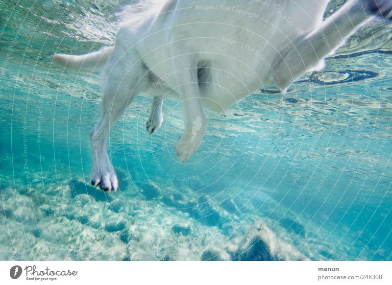 Seehund Meer Wassersport Natur Sommer Fluss Meeresboden Tier Haustier Hund Fell Labrador 1 Schwimmen & Baden authentisch außergewöhnlich hell muskulös nass