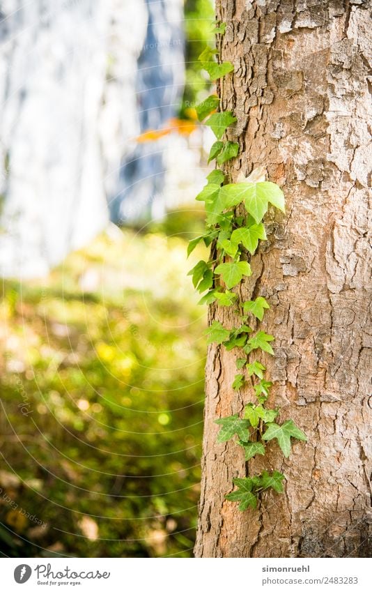 Lasst mich allein Natur Pflanze Sonne Herbst Baum Efeu Blatt Wald Alpen Österreich Hallstadt hell schön gelb gold grün Farbfoto Detailaufnahme Tag