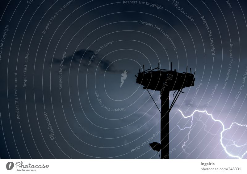 Knapp vorbei Natur Luft Gewitterwolken Nachthimmel Klima Wetter Unwetter Blitze bedrohlich dunkel demütig Angst Energie Horizont Horst Donnern Vogelnest