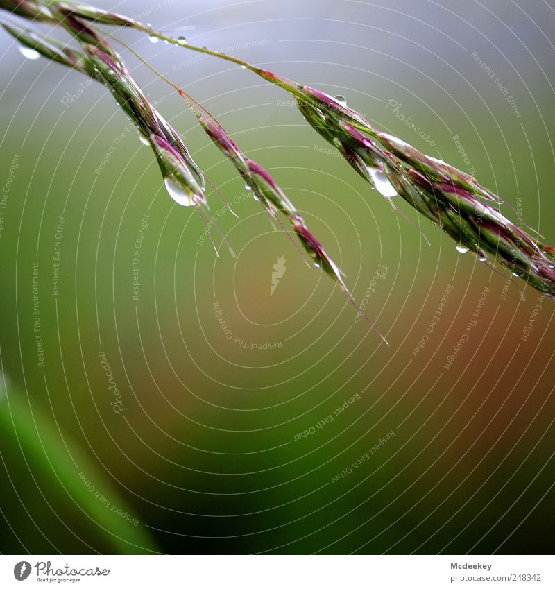 natural mirror Umwelt Natur Landschaft Pflanze Wassertropfen Sommer Nebel Gras Blüte Feld nass natürlich Sauberkeit Spitze blau braun mehrfarbig grau grün