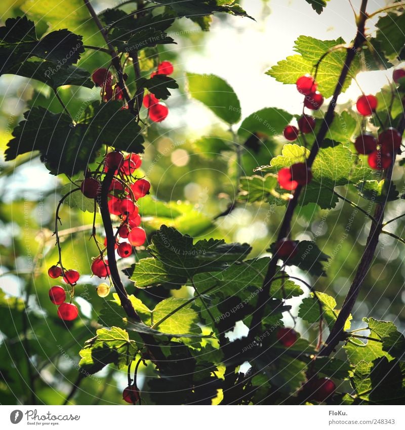 Wilde Johannisbeeren Frucht Umwelt Natur Pflanze Sonnenlicht Sommer Sträucher Blatt Grünpflanze frisch Gesundheit lecker rund saftig grün rot Beeren leuchten