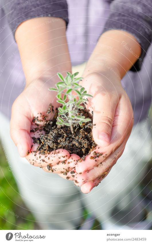 Schmutzige Jungenhände halten kleine junge Kräutersprossenpflanze. Kräuter & Gewürze Vegetarische Ernährung Leben Garten Hand Natur Pflanze Erde Blatt Wachstum