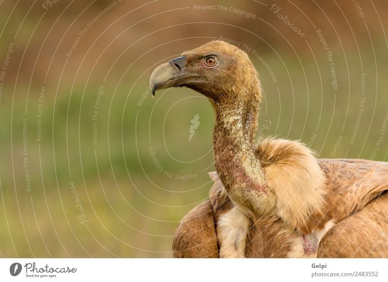 Orbit eines jungen Geiers Gesicht Zoo Natur Tier Vogel alt stehen groß natürlich stark wild blau braun schwarz weiß Tierwelt Aasfresser Schnabel Kopf Beute