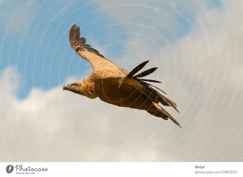 Großer Geier im Flug Gesicht Natur Tier Himmel Wolken Vogel fliegen groß natürlich stark wild schwarz weiß Tierwelt Landen Flügel Aasfresser Schnabel Kopf Beute