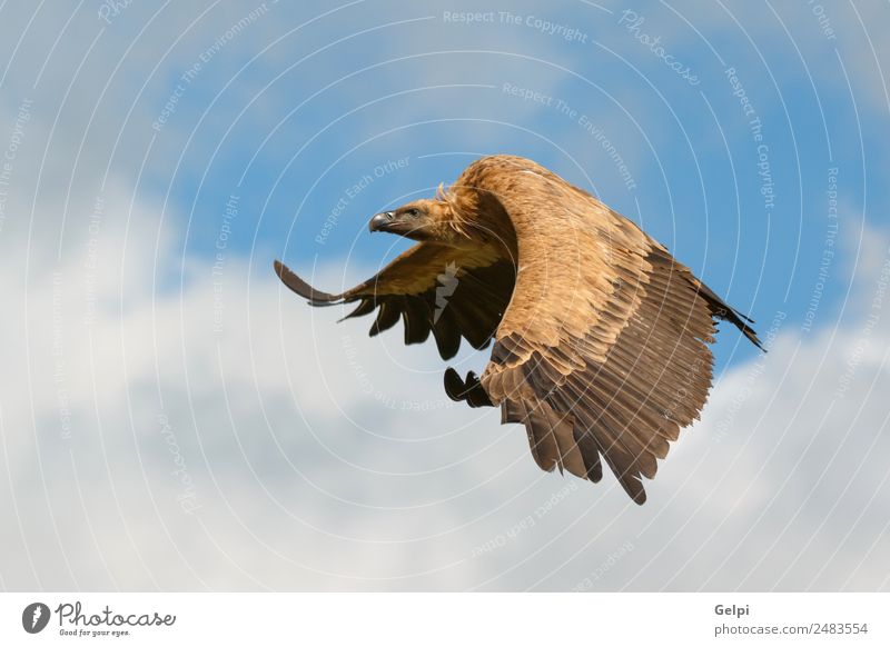 Großer Geier im Flug Gesicht Natur Tier Himmel Wolken Vogel fliegen groß natürlich stark wild schwarz weiß Tierwelt Landen Flügel Aasfresser Schnabel Kopf Beute