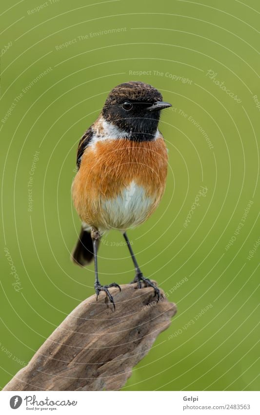 Kleiner Vogel auf einem schlanken Ast mit unscharfem Fokus. schön Leben Mann Erwachsene Umwelt Natur Tier klein natürlich wild braun grün weiß Schwarzkehlchen